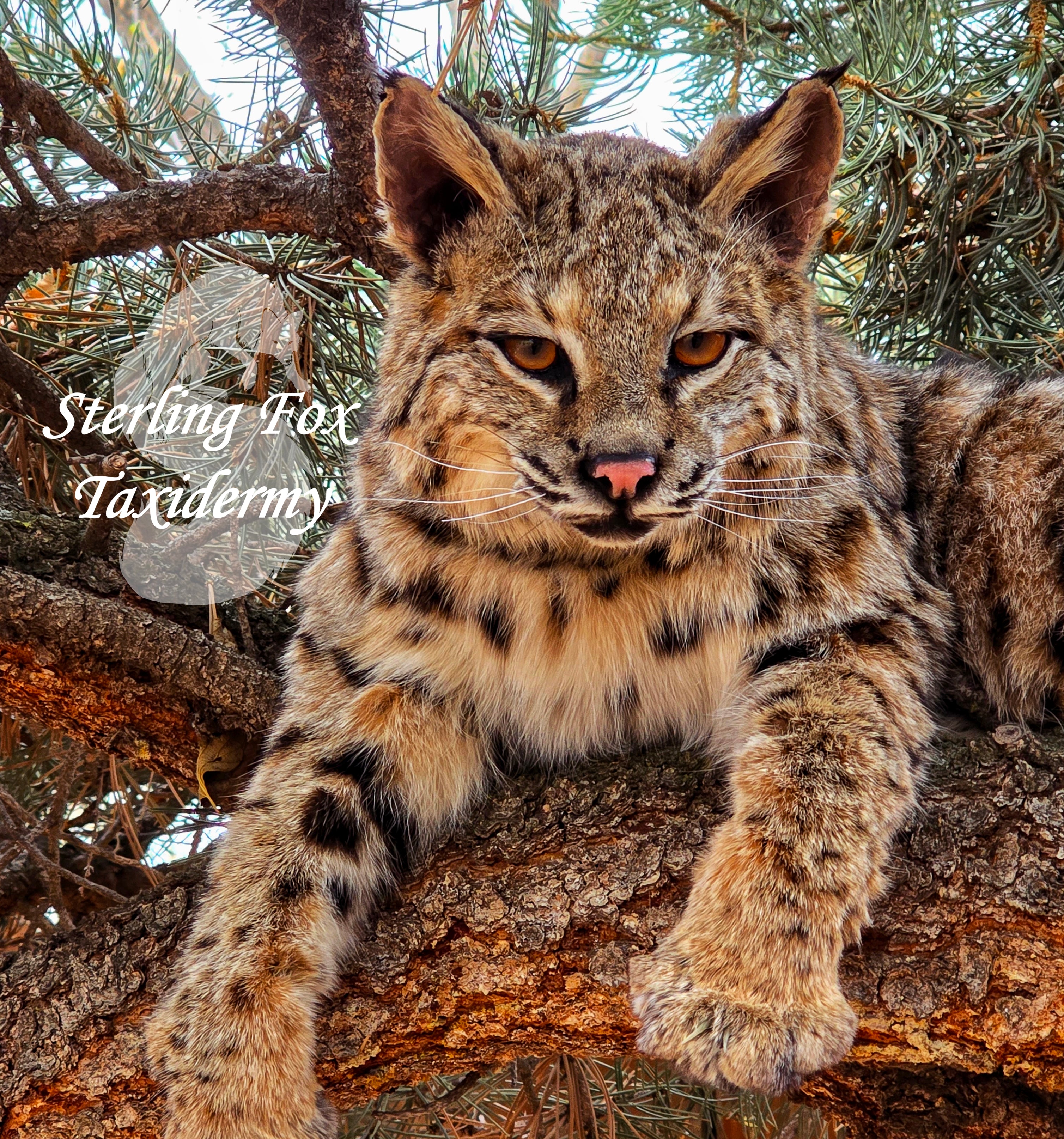 Soft Mount Taxidermy Fully Posable Bobcat, Ready to ship!