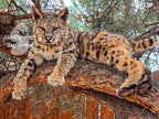 Soft Mount Taxidermy Fully Posable Bobcat, Ready to ship!