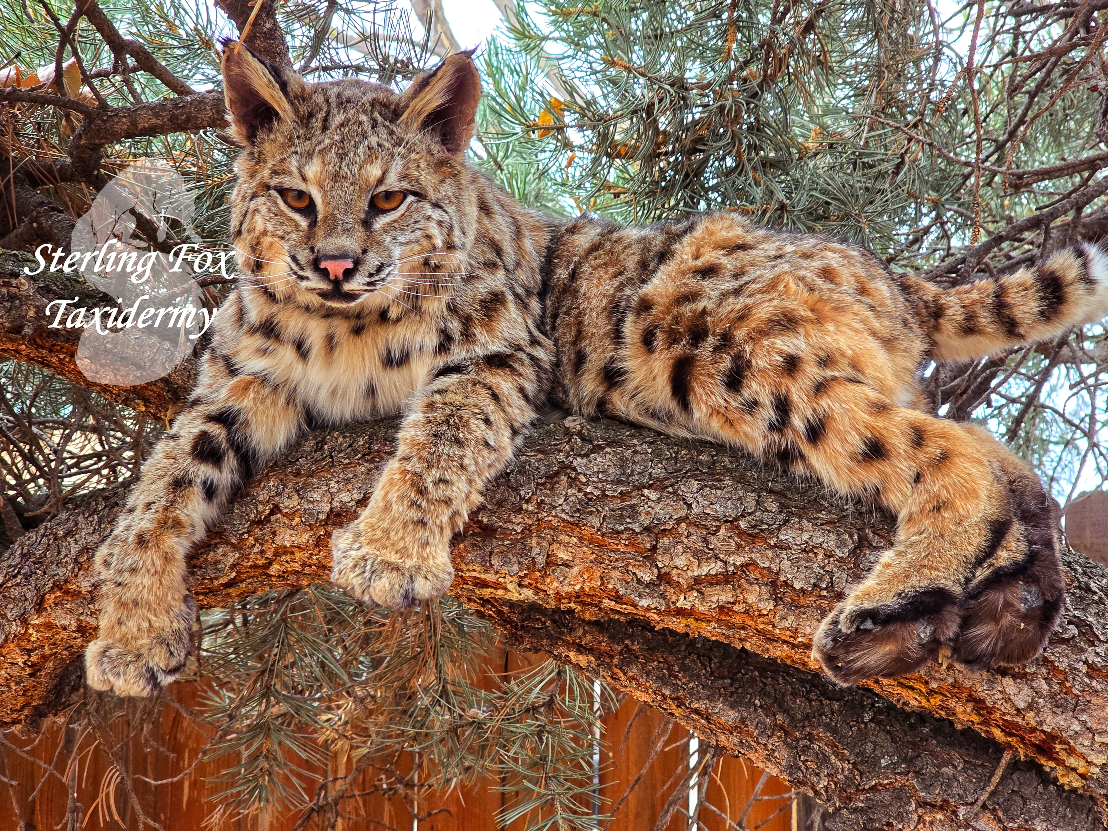 Soft Mount Taxidermy Fully Posable Bobcat, Ready to ship!
