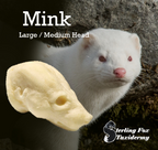 Mink Taxidermy Head Form – MK-M