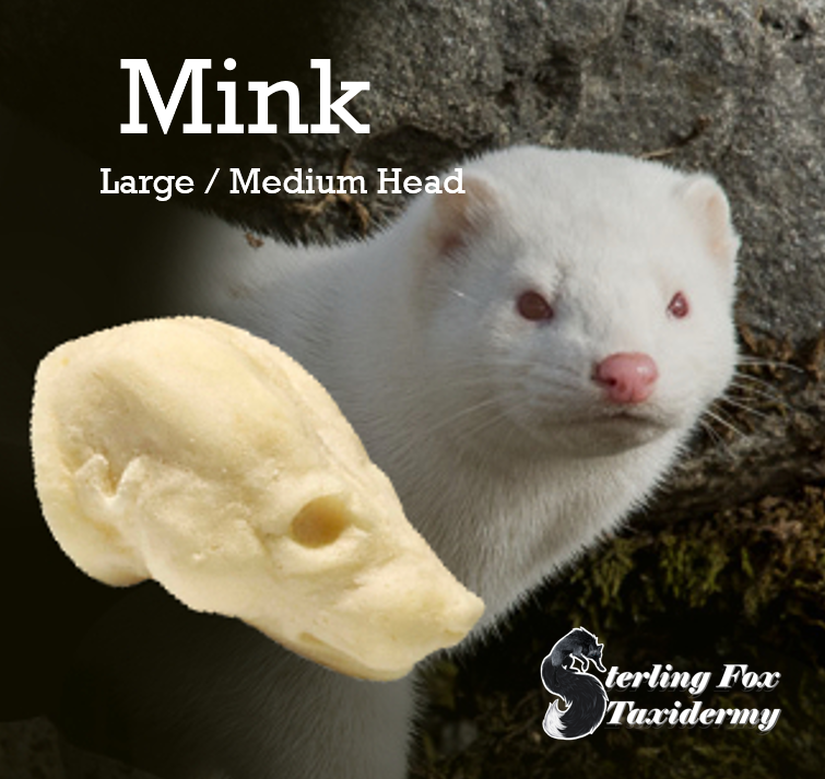 Mink Taxidermy Head Form – MK-M