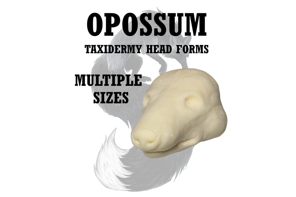 Opossum Taxidermy Head Forms – Multiple Sizes
