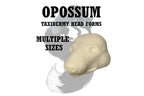 Opossum Taxidermy Head Forms – Multiple Sizes