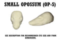 Opossum Taxidermy Head Forms – Multiple Sizes
