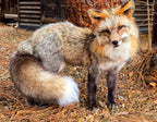 MADE TO ORDER DIY Pearl Gold Fox Soft Mount Taxidermy Kit | Ready-to-Mount | Beginner Starter Kit for Soft or Traditional Taxidermy Kit ID #26