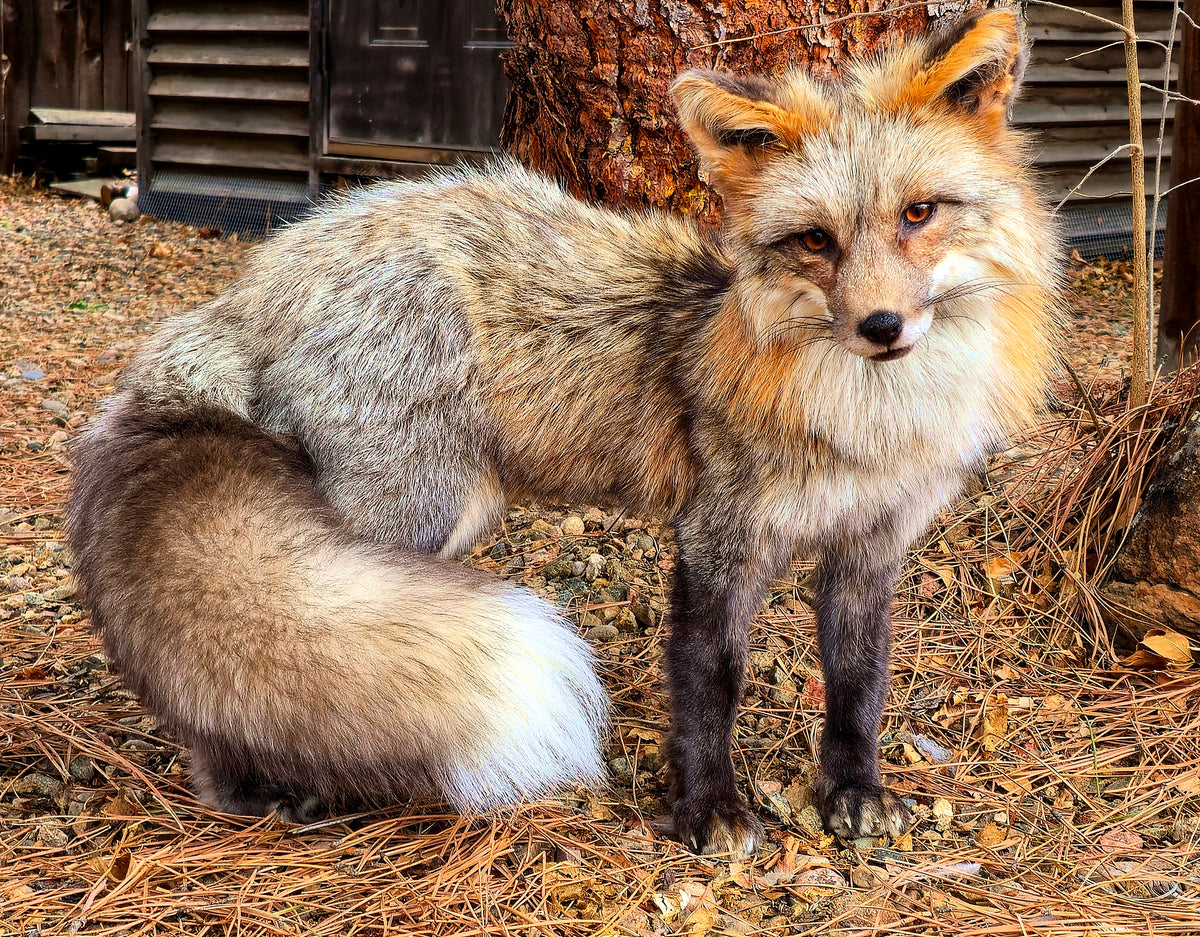 MADE TO ORDER DIY Pearl Gold Fox Soft Mount Taxidermy Kit | Ready-to-Mount | Beginner Starter Kit for Soft or Traditional Taxidermy Kit ID #26