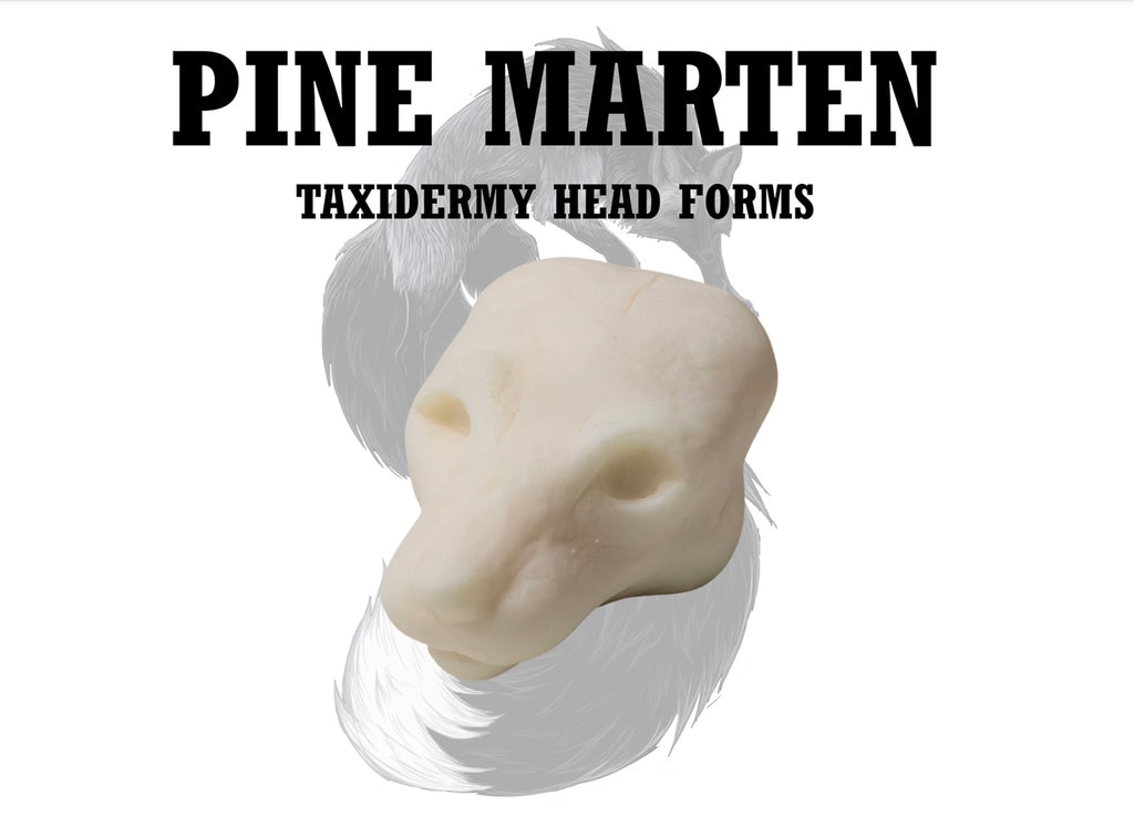 Pine Marten Taxidermy Head Form – PM-M