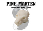 Pine Marten Taxidermy Head Form – PM-M