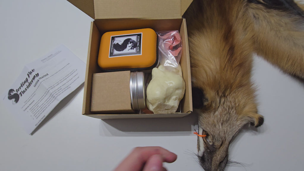 MADE TO ORDER DIY Silver Fox Soft Mount Taxidermy Kit | Ready-to-Mount | Beginner Starter Kit for Soft or Traditional Taxidermy Kit ID #14