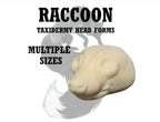 Raccoon Taxidermy Head Forms – Multiple Sizes