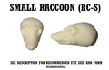 Raccoon Taxidermy Head Forms – Multiple Sizes