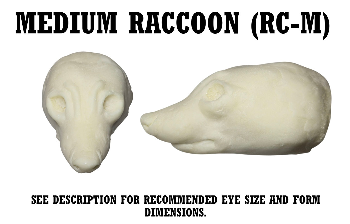 Raccoon Taxidermy Head Forms – Multiple Sizes