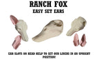 Ranch Fox Taxidermy Head Form – FX-L