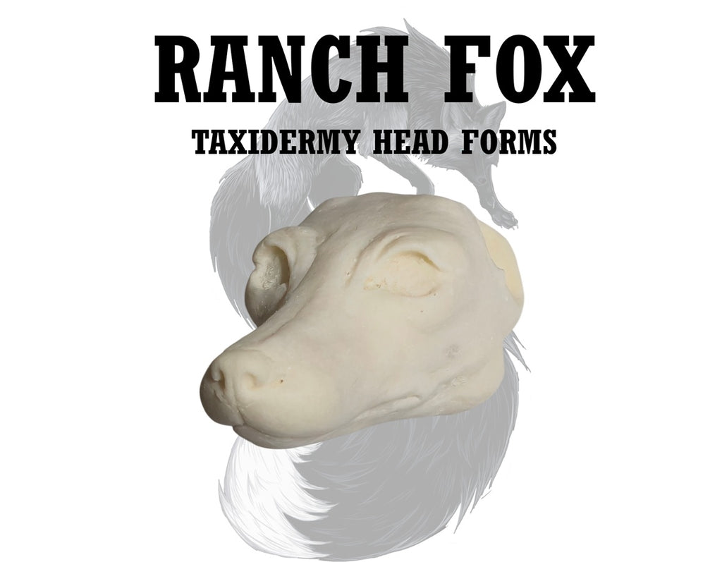 Ranch Fox Taxidermy Head Form – FX-L