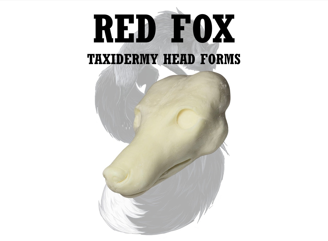 Red Fox Taxidermy Head Form – FX-M