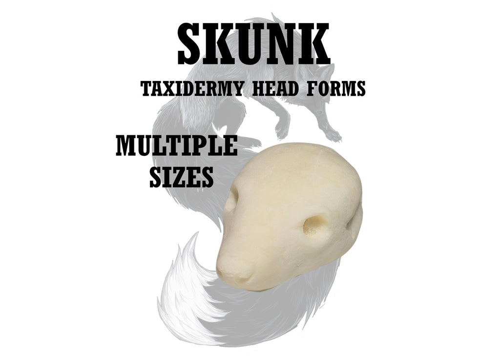 Skunk Taxidermy Head Forms – Multiple Sizes