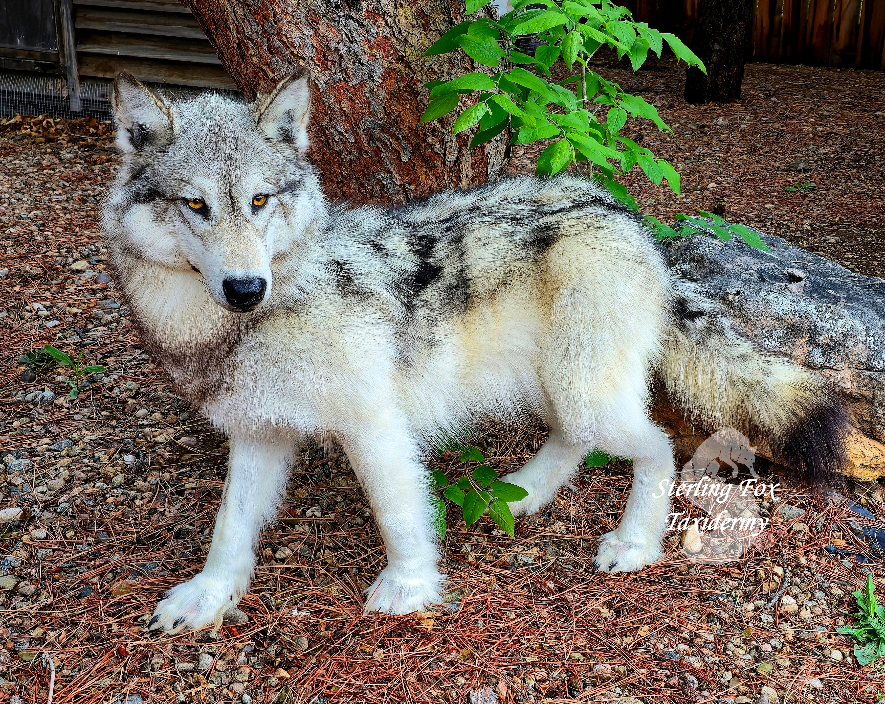 Gray wolf standing in a natural setting with trees and rocks.